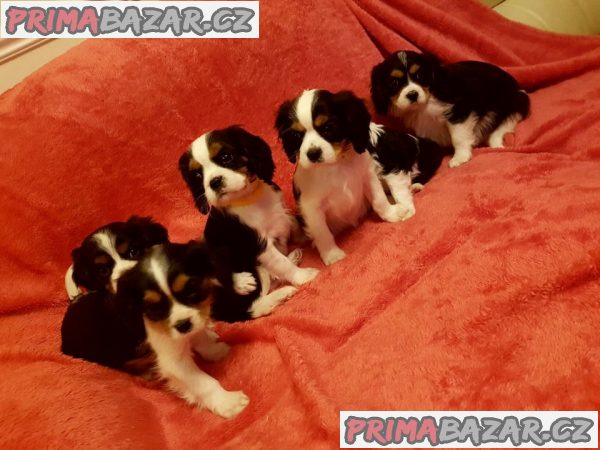 prodam-stenata-cavalier-king-charles