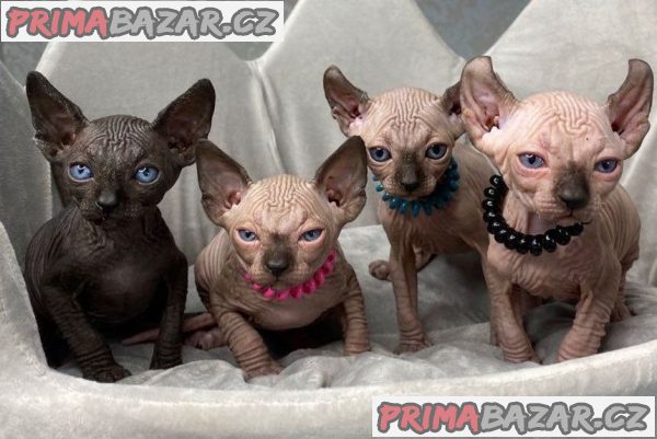 maciatka-elf-sphynx-na-predaj