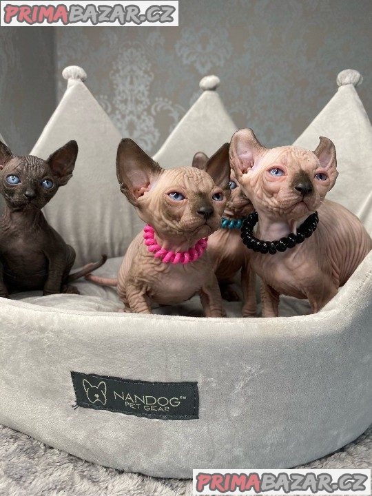 Mačiatka Elf Sphynx na predaj!!! Mačiatka Elf Sphynx na predaj!!!