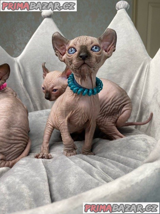 Mačiatka Elf Sphynx na predaj!!! Mačiatka Elf Sphynx na predaj!!!