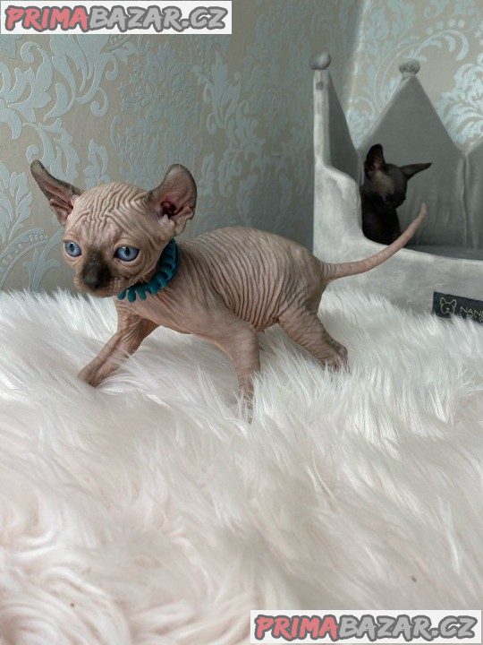 Mačiatka Elf Sphynx na predaj!!! Mačiatka Elf Sphynx na predaj!!!