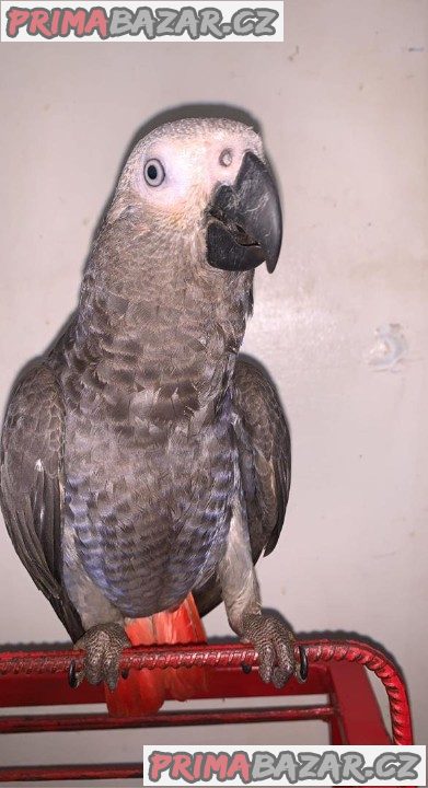 africkych-sedych-papousku
