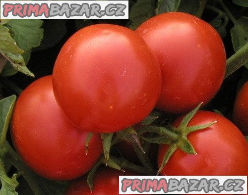 rajce-marienka-f1-semena