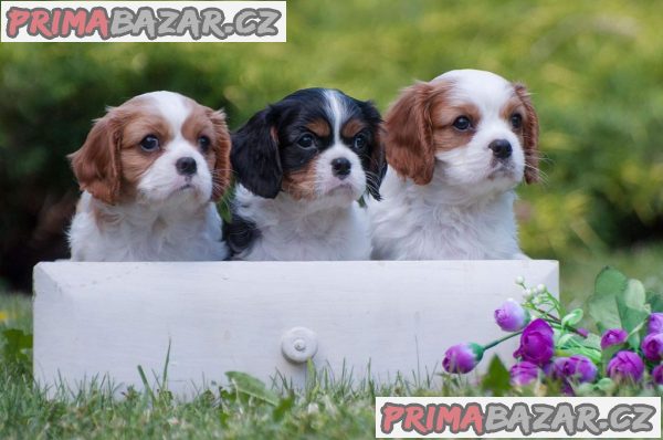 Prodám štěňata Cavalier King Charles.