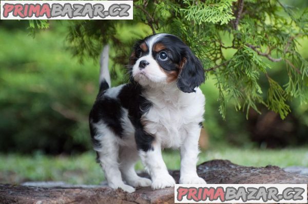 Prodám štěňata Cavalier King Charles.