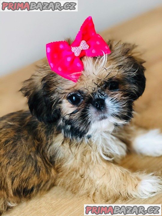 Prodám krásné Shih Tzu.