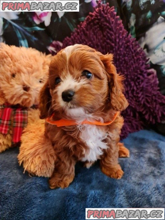 Prodám štěňata Cavapoo. Prodám štěňata Cavapoo.