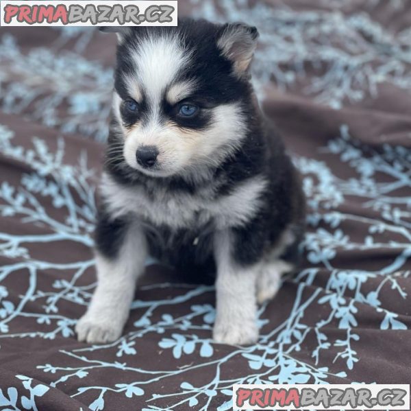 Prodám štěňata Pomsky.