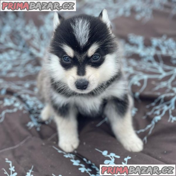 Prodám štěňata Pomsky.