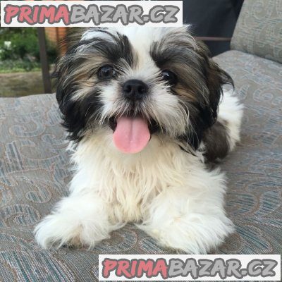 Prodám krásné Shih Tzu.