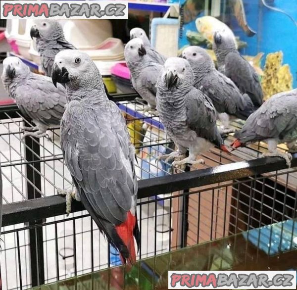 Ara, papoušci afričtí šedí, amazoňan, kakadu, pštros a vejce