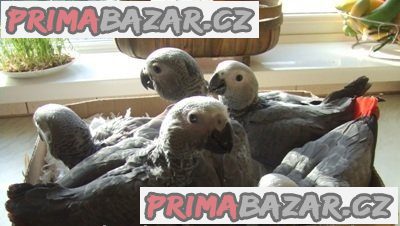 Ara, papoušci afričtí šedí, amazoňan, kakadu, pštros a vejce