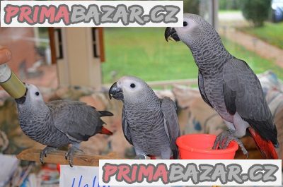 dostupne-druhy-ptaku-a-papousku