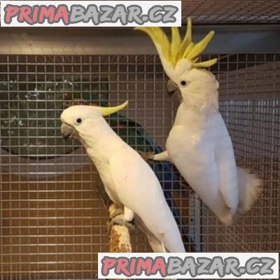 dostupné druhy ptáků a papoušků.