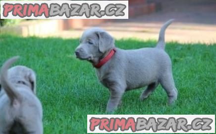 Štěňata labradorů;WHATSAPP: +4368110847525