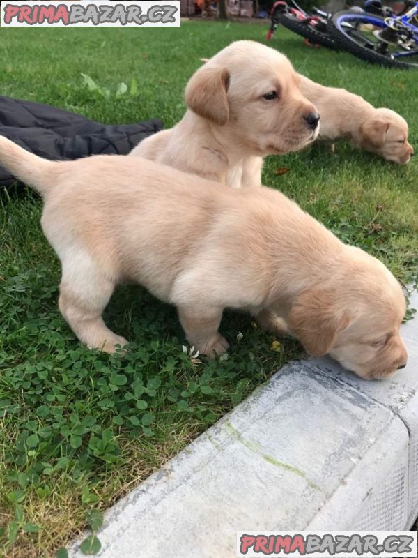 Štěňata labradorů;WHATSAPP: +4368110847525