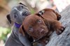Roztomilý Blueline AmStaff/ Pitbull teriér*