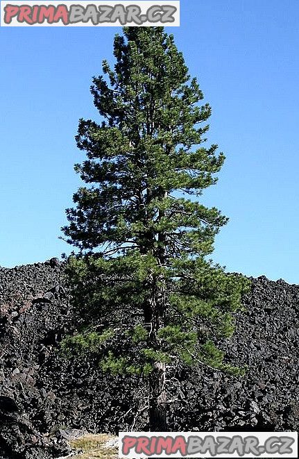 Sazenice Borovice Jeffreyova - Pinus Jeffreyi