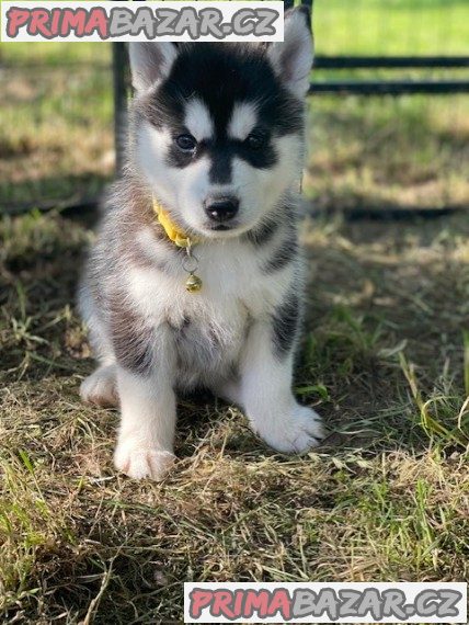 Prodám štěňata Pomsky.