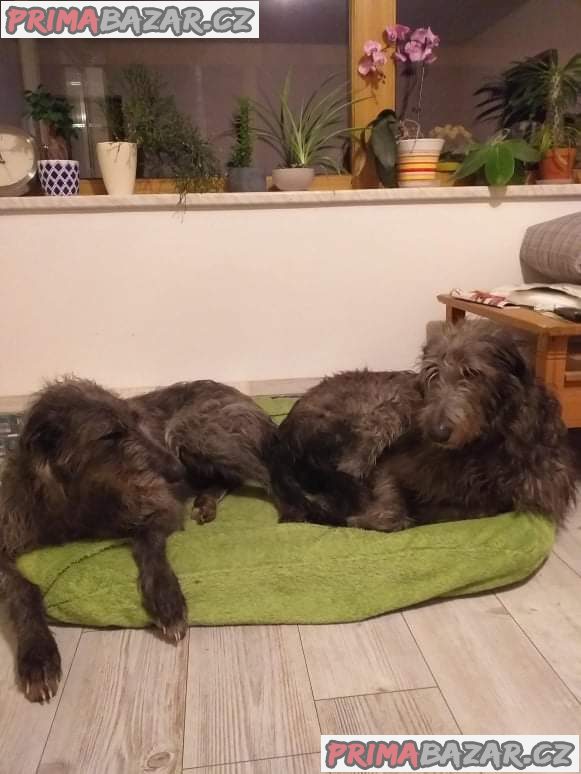 Deerhound (Skotský jelení pes)