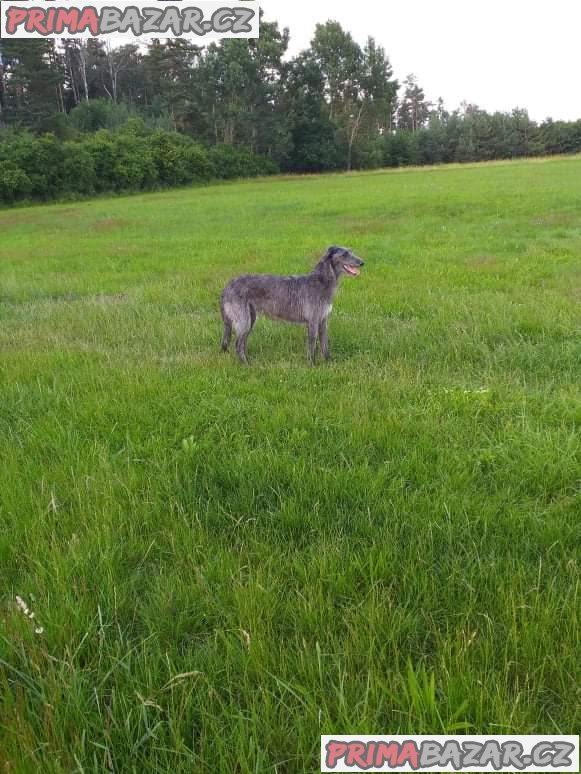 Deerhound (Skotský jelení pes)