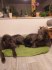 Deerhound (Skotský jelení pes)