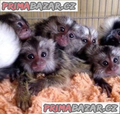 Marmoset Monkeys For Sale