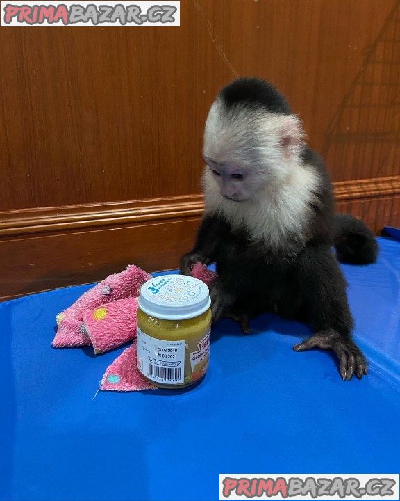 Capuchin Baby Available