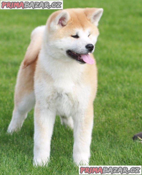 Akita Inu