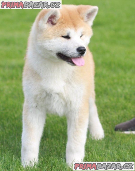 Akita Inu