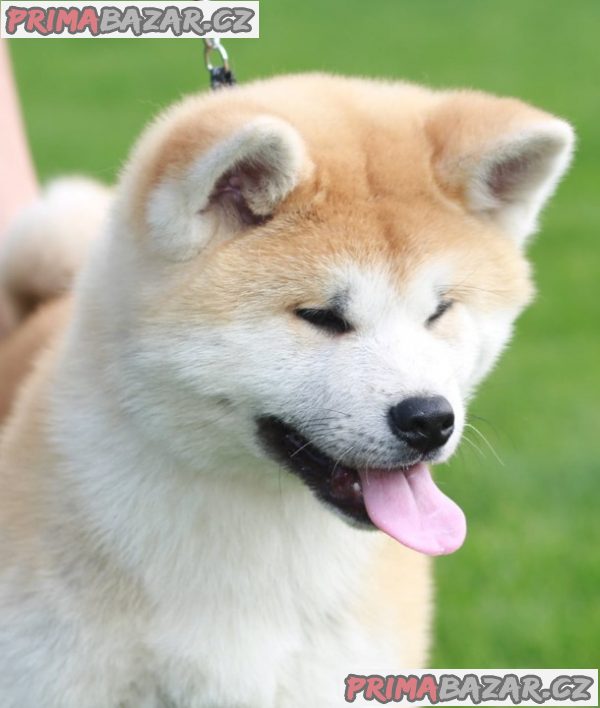 Akita Inu