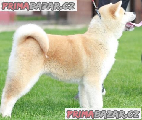 Akita Inu