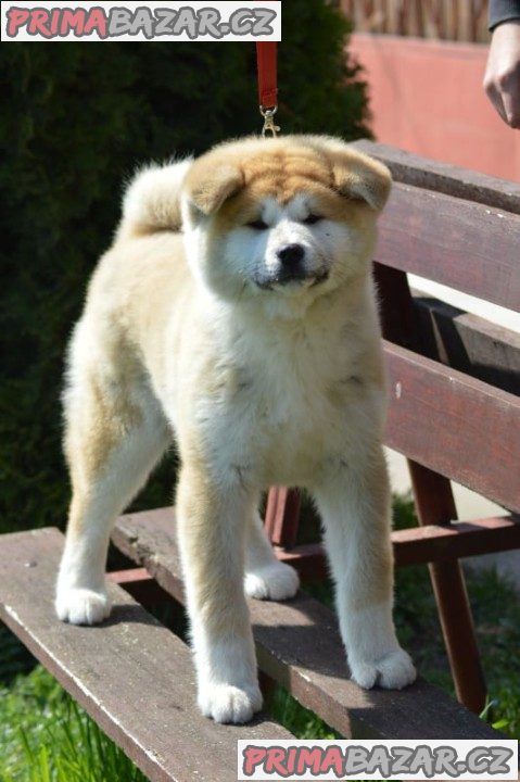 Akita Inu