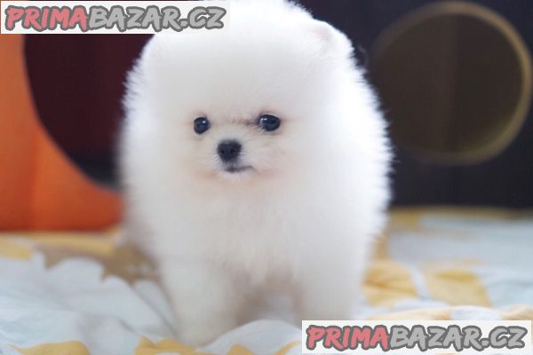 T-Cup Pomeranian Štěňata