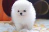 T-Cup Pomeranian Štěňata