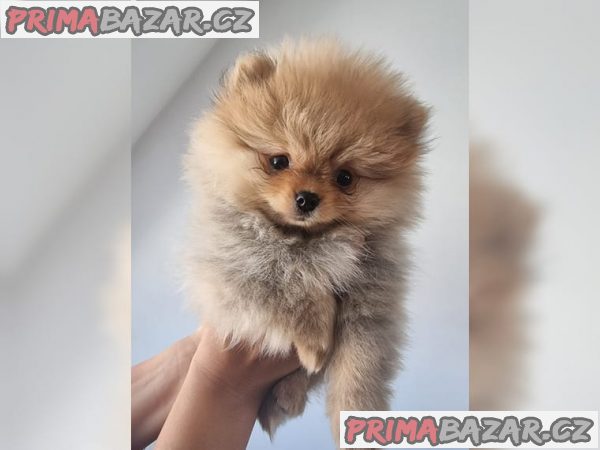 Štěňata malých špiců~Pomeranian