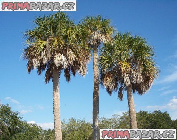 naklíčená semena palma Sabal Palmetto