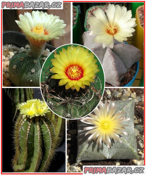 Kaktus Astrophytum směs druhů