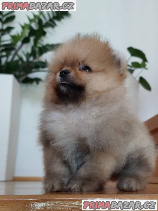 Pomořský špic štěňata Pomořský špic štěňata