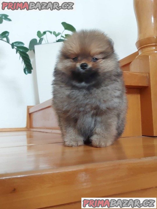 Pomořský špic štěňata Pomořský špic štěňata