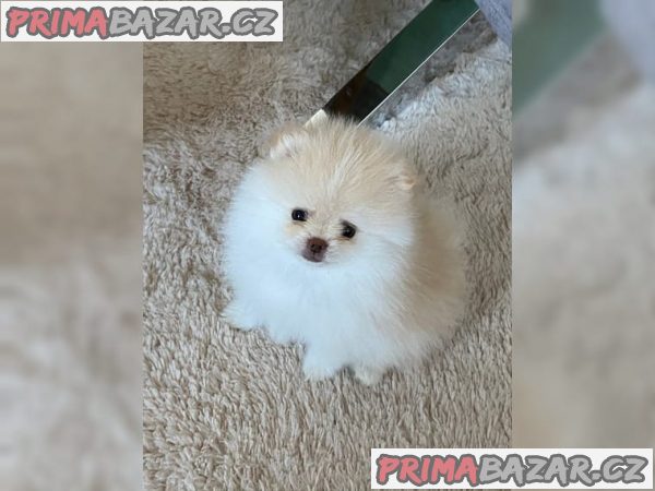 Prodám štěňátka Německý špic trpasličí (Pomeranian)