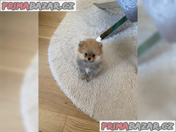 Prodám štěňátka Německý špic trpasličí (Pomeranian)