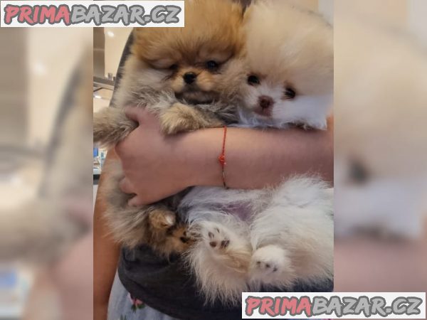 Prodám štěňátka Německý špic trpasličí (Pomeranian)