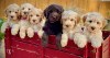 Roztomilá štěňátka labradoodle připravena