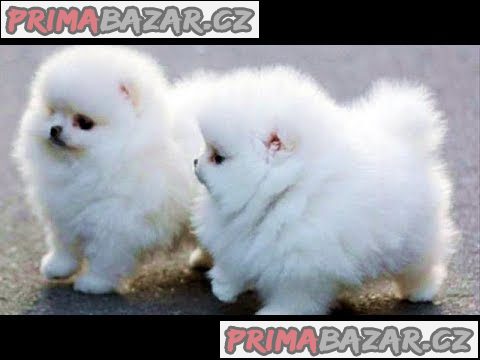 Rozkošná štěňata Pomeranian rodokmenu