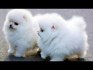Rozkošná štěňata Pomeranian rodokmenu