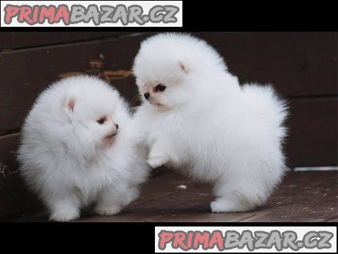 Rozkošná štěňata Pomeranian rodokmenu