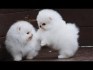 Rozkošná štěňata Pomeranian rodokmenu