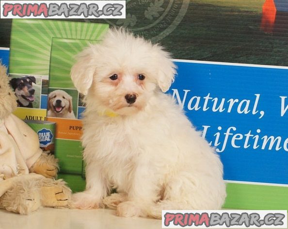 Štěňata Maltipoo připravena do nového domova