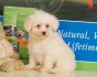 Štěňata Maltipoo připravena do nového domova